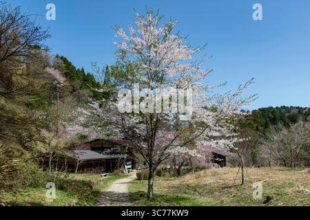 Azuma, Giappone - 21 aprile 2025; ciliegio giapponese con fiore e Tateba Tea House (Ichikoku Tochitate Chaya) lungo il Nakasendo Trail, attraverso il Foto Stock
