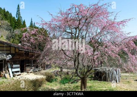 Azuma, Giappone - 21 aprile 2025; ciliegio giapponese con fiore e Tateba Tea House (Ichikoku Tochitate Chaya) lungo il Nakasendo Trail, attraverso il Foto Stock
