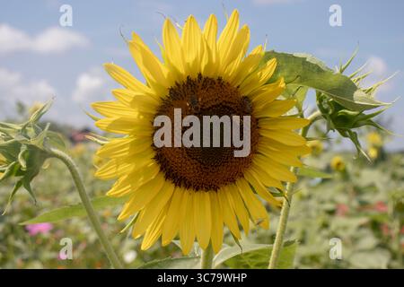 Foto ravvicinata di girasole presso Evans Orchard e Cider Mill a Georgetown, Kentucky. Foto Stock