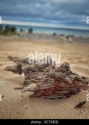 Il legno di driftwood intempestivo poggia su una spiaggia sabbiosa, con un oceano sfocato e un cielo nuvoloso sullo sfondo. Naturale e sereno. Foto Stock