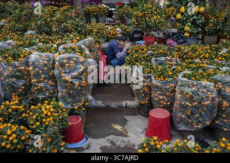 28 gennaio 2021, Hong Kong, Cina: Un venditore ha visto fare una pausa pranzo mentre è circondato da alberi di kumquat, noti anche come alberi di mandarino, al mercato dei fiori durante i preparativi per le prossime festività cinesi del capodanno lunare del bue. (Immagine di credito: © Miguel candela/SOPA Images via ZUMA Wire) Foto Stock