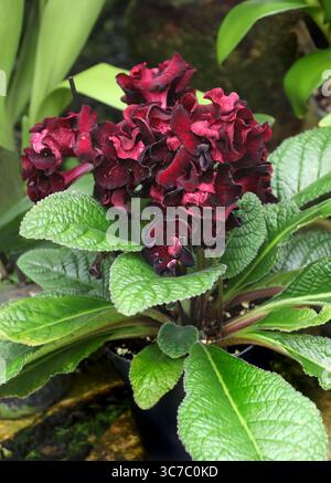 Streptocarpus ibrido "The Ultimate Beauty", Gesneriaceae. Ha origine in Africa. Noto anche come "Capo Primrose". Foto Stock