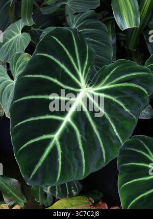 Philodendron 'El Choco Red' o Philodendron 'Choco', Philodendron LUXURANS, Araceae. Colombia, Sud America. SIS. Philodendron rubrijuvenilum. A col Foto Stock
