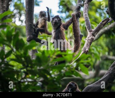 3 agosto 2018, Tuxtla-Gutierrez, Chiapas, Messico: Geoffroy's Spider Monkey, Ateles geoffroyi, noto anche come Black-Hand Spider Monkey, si trova in Messico e America centrale. (Immagine di credito: © Jon G. Fuller/VW Pics tramite filo ZUMA) Foto Stock