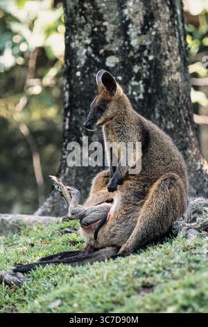 4 dicembre 2020, Beerwah, Queensland, Australia: Una madre Red Kangaroo con il suo joey nella sua borsa. Il canguro Rosso è il più grande marsupiale e canguro dell'Australia. (Immagine di credito: © Jon G. Fuller/VW Pics tramite filo ZUMA) Foto Stock