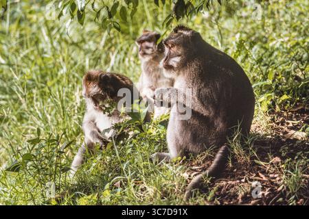 4 dicembre 2020, Padangtegal Ubud, Bali, Indonesia: Scimmie balinesi dalla coda lunga o macachi che mangiano granchio nel santuario naturale della Foresta delle scimmie di Ubud a Bali, Indonesia. (Immagine di credito: © Jon G. Fuller/VW Pics tramite filo ZUMA) Foto Stock