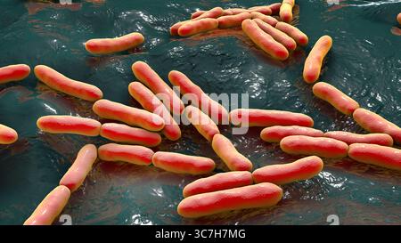 Illustrazione di Bifidobacterium sp. batteri. Questo è un genere di batteri anaerobici gram-positivi importante per la salute intestinale. Comunemente usati come probiotici e studiati per il loro ruolo nella prevenzione dei disturbi gastrointestinali. Foto Stock