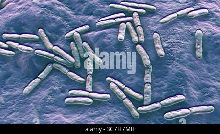 Illustrazione di Bifidobacterium sp. batteri. Questo è un genere di batteri anaerobici gram-positivi importante per la salute intestinale. Comunemente usati come probiotici e studiati per il loro ruolo nella prevenzione dei disturbi gastrointestinali. Foto Stock