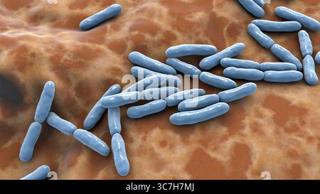 Illustrazione di Bifidobacterium sp. batteri. Questo è un genere di batteri anaerobici gram-positivi importante per la salute intestinale. Comunemente usati come probiotici e studiati per il loro ruolo nella prevenzione dei disturbi gastrointestinali. Foto Stock
