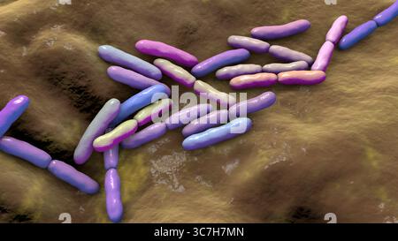 Illustrazione di Bifidobacterium sp. batteri. Questo è un genere di batteri anaerobici gram-positivi importante per la salute intestinale. Comunemente usati come probiotici e studiati per il loro ruolo nella prevenzione dei disturbi gastrointestinali. Foto Stock