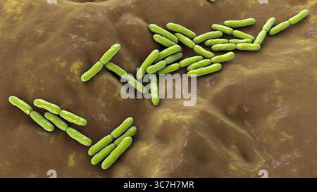 Illustrazione di Bifidobacterium sp. batteri. Questo è un genere di batteri anaerobici gram-positivi importante per la salute intestinale. Comunemente usati come probiotici e studiati per il loro ruolo nella prevenzione dei disturbi gastrointestinali. Foto Stock