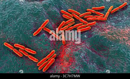 Illustrazione di Bifidobacterium sp. batteri. Questo è un genere di batteri anaerobici gram-positivi importante per la salute intestinale. Comunemente usati come probiotici e studiati per il loro ruolo nella prevenzione dei disturbi gastrointestinali. Foto Stock