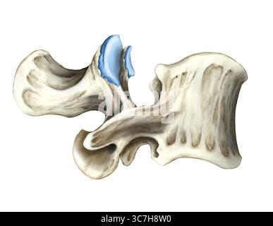 Immagine che mostra una vertebra lombare da una vista laterale. Visto lateralmente, il corpo vertebrale grande si trova anteriormente, mentre il processo spinoso si estende posteriormente. Il processo trasversale si proietta verso l'esterno e i processi articolari sono chiaramente visibili, che fanno parte del giunto sfaccettato. Il forame intervertebrale è visibile tra le vertebre adiacenti. La cartilagine è blu. Foto Stock