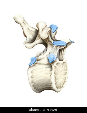 Illustrazione che mostra la nona vertebra toracica. Una caratteristica tipica delle vertebre toraciche inferiori è il loro aspetto sempre più simile alle vertebre lombari. Il corpo vertebrale è più grande e più robusto. Il processo spinoso non è più così ripido. Foto Stock