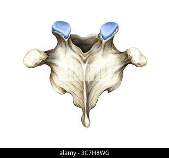 Illustrazione che mostra una vista dorsale (posteriore) di una vertebra toracica dalla regione T9 a T11. Una caratteristica delle vertebre toraciche inferiori è la loro graduale somiglianza con le vertebre lombari. Il corpo vertebrale è grande e robusto e il processo spinoso proietta quasi orizzontalmente. Si osservano anche i processi spinosi e trasversali, così come l'arco vertebrale. Foto Stock