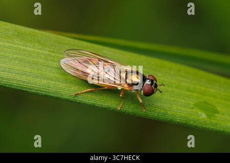 Variabile Duskyface Fly (Melanostoma mellinum) - femmina Foto Stock