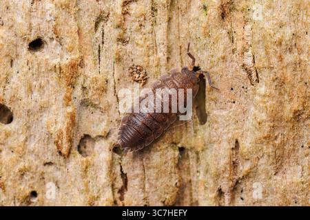 Comune Woodlouse ruvida (Porcellio scaber) Foto Stock