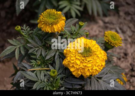 Fiori gialli Marigold fioriti nel giardino. Fiore giallo con foglie verdi. Sono piante forti e a rapida crescita. Si crede che i Marigolds siano simbo Foto Stock