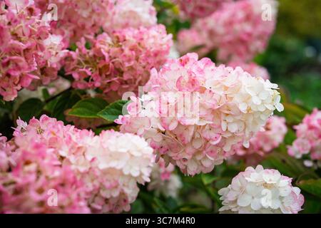 Ortensia rosa Paniculata Fiori in pieno fiore Un'accattivante esposizione floreale in estate Foto Stock
