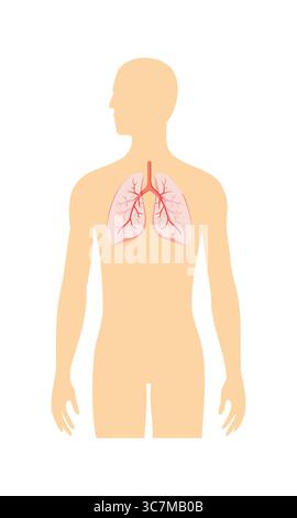 Illustrazione dell'anatomia polmonare umana con sistema respiratorio Illustrazione Vettoriale