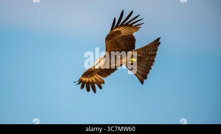 Il maestoso rapace si libra attraverso il cielo azzurro e le sue ali si estendono completamente mentre scansiona il terreno sottostante con occhi perforanti Foto Stock