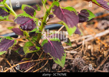 Primo piano di una pianta con foglie verdi e viola che crescono in un giardino di Porto Rico. Foto Stock