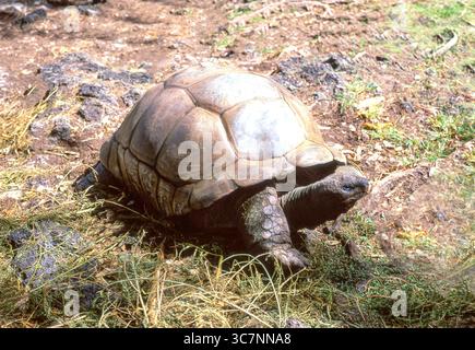 Tartaruga gigante di Aldabra (Aldabrachelys gigantea), la Digue, Isole interne, Repubblica delle Seychelles Foto Stock