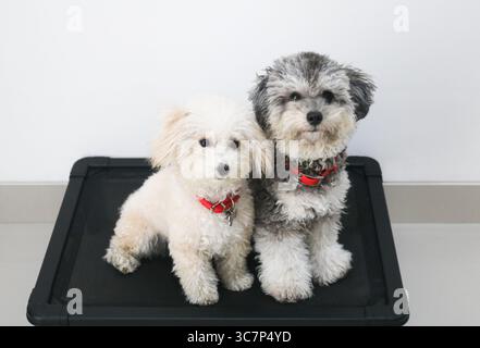 Due Toy Poodles. Un barboncino giocattolo Silver Phantom e un barboncino albicocca si trovano fianco a fianco su un letto nero rialzato per cani. Foto Stock