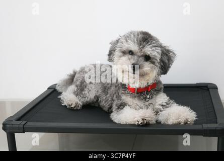 Un Silver Phantom Toy Poodle giace su un letto di cane rialzato nero, fissando dolcemente l'obiettivo della fotocamera con il suo morbido cappotto in mostra. Foto Stock