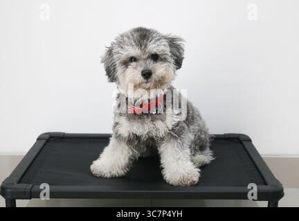 Un barboncino Silver Phantom Toy si trova in posizione verticale su un letto di cane rialzato nero, osservando direttamente la fotocamera con un'espressione curiosa e affascinante. Foto Stock