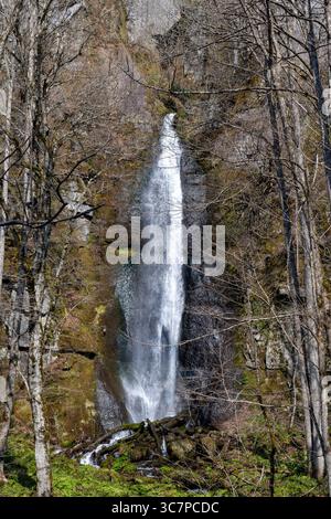 Vista delle prime ore della primavera della cascata Kumoi no taki lungo il torrente Oirase nella valle del fiume Oirase Gorge vicino a Okuse, Towada, Aomori, Giappone Foto Stock