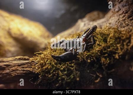 Heterometrus laoticus o scorpione forestale del Vietnam, è una specie di scorpione presente nelle zone torbide del Vietnam e del Laos. Foto Stock