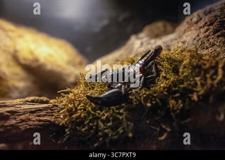 Heterometrus laoticus o scorpione forestale del Vietnam, è una specie di scorpione presente nelle zone torbide del Vietnam e del Laos. Foto Stock
