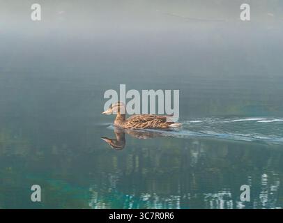L'anatra nuota nel lago calmo attraverso la fitta nebbia mattutina Foto Stock