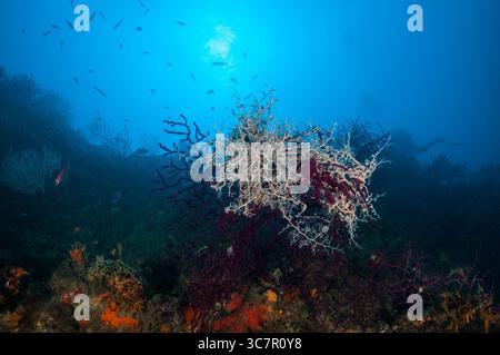 Basket star, Astrospartus mediterraneus, Isole Medes, Estartit, Costa Brava, Catalogna, Spagna Foto Stock