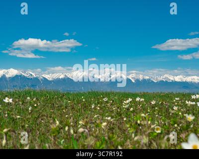 Le montagne innevate si innalzano maestosamente su un vibrante campo di fiori selvatici sotto un cielo azzurro Foto Stock