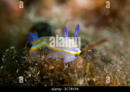 Nudibranch, Felimida binza, Cadaques, Costa Brava, Catalogna, Spagna Foto Stock