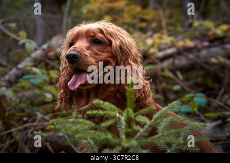 Cocker Spaniel rosso inglese che cammina nella foresta. verticale Foto Stock