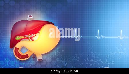 Anatomia del fegato umano e dello stomaco su sfondo medico ecg. rendering 3d. Foto Stock