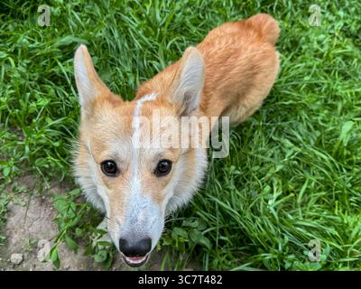 Ritratto di Corgi su erba verde fresca, guardando direttamente la fotocamera, ritratto ravvicinato in una giornata di sole Foto Stock