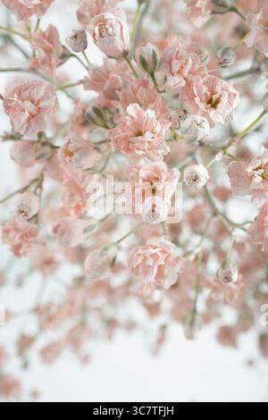 Fiori rosa di gypsophila grandi Foto Stock