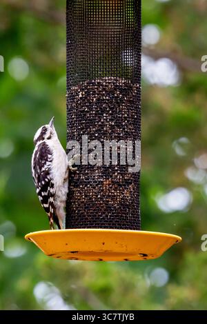 Una femmina Downy Woodpecker è appesa sul lato di un mangiatoia nel nord-est dell'Indiana, Stati Uniti. Foto Stock