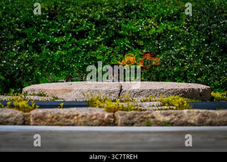 Il presidente John F. Kennedy (JFK) Eternal Flame nel cimitero nazionale di Arlington, Arlington, Virginia, Stati Uniti d'America, USA. Foto Stock