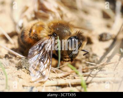 Api mellifera morte (Apis mellifera) su suolo arido in ambiente naturale. Questa macro fotografia di primo piano illustra la vulnerabilità degli impollinatori. Foto Stock