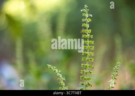 L'Ocimum tenuiflorum, comunemente noto come basilico santo o tulsi, è una pianta perenne aromatica della famiglia delle Lamiaceae. Macro shot di fiori di basilico i Foto Stock