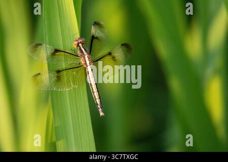 Una libellula Pied Paddy Skimmer (Neurothemis tullia) si trova su una vivace foglia di risaia verde, mostrando le sue delicate ali e i segni unici in una natu Foto Stock