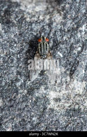 La mosca di carne europea (carnaria di Sarcophaga), arroccata su una roccia grigia, il suo corpo a righe e gli occhi rossi composti vibranti, fanno un camuffamento Foto Stock