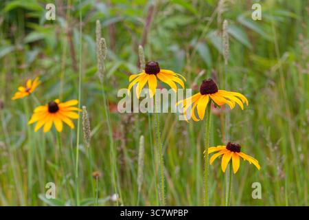 Susans dagli occhi neri che crescono in un prato Foto Stock