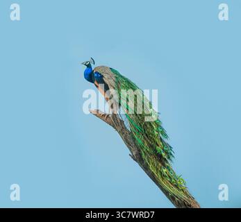 Maestoso peafowl indiano (Pavo cristatus) arroccato elegantemente su una diramazione nel Parco Nazionale di Keoladeo, Bharatpur, India, con un piumaggio vivace e colorato. Foto Stock