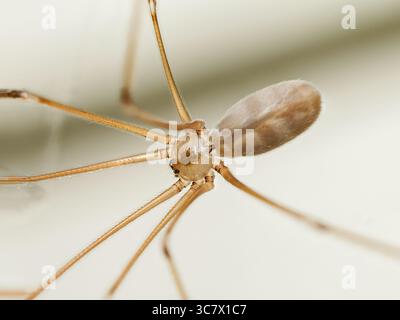 Immagine macro di Pholcus phalangioides, la cantina o ragno di papà a gambe lunghe, appeso nella sua ragnatela. Foto Stock